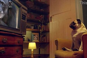 amy douxxx masturbates with vibrator on living room couch