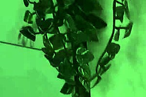 Risky Jerk Off In Stepmom's Shower