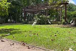 Tour guide takes traveler to park but they find a spot for cum on ass and orgasm.