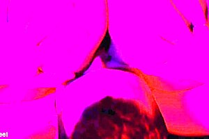 bbw girlfriend gets her pussy licked and fucked hard