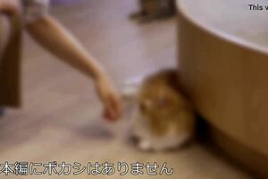 Tall Model Kaori's Big Tits And Body Get Creampied In Amateur Scene.