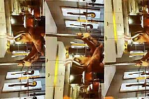 a coelhinha sentou no pau do negão esfregando a buceta até latejar e ganhar leitinho quentinho - completo no cassiflix.