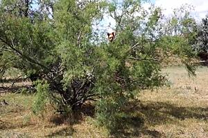 shy aboriginal milf in cosplay dancing outdoors with friends