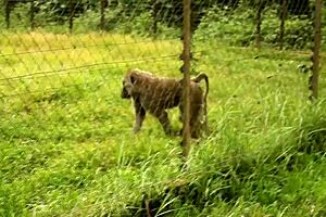 Footballer on Vacation in Africa Meets Mature Woman for Public Fucking Scene