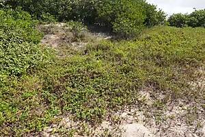 Outdoor deep blowjob from sexy latina with big tits leads to wet pussy fucking and licking in bent over doggystyle.