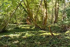 ever fucked wildly in brittany woods?