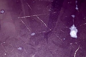 Muscular Masseuse Rips Clothes Jerks Huge Cock To Intense Orgasm Spit