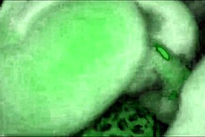night vision captures sexy slut bent over big cock doggystyle